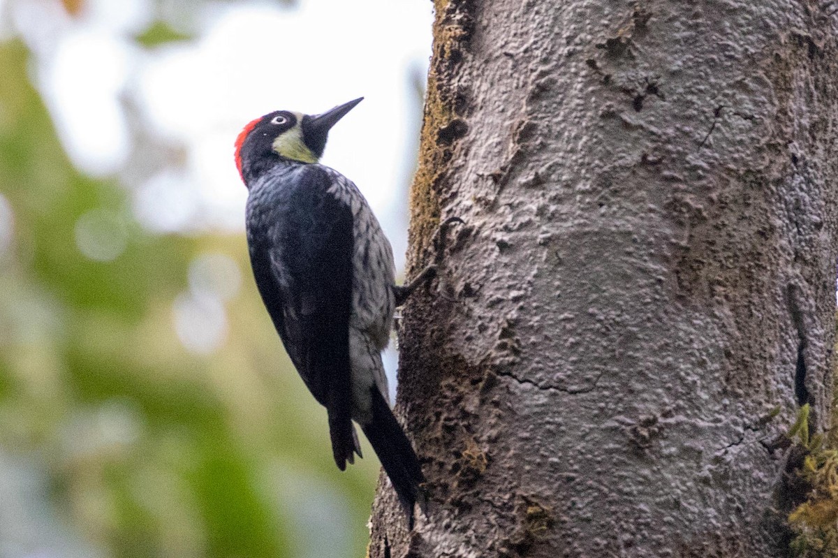 Acorn Woodpecker - ML85077121