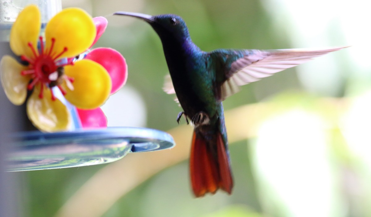 kolibřík tropický - ML85078171