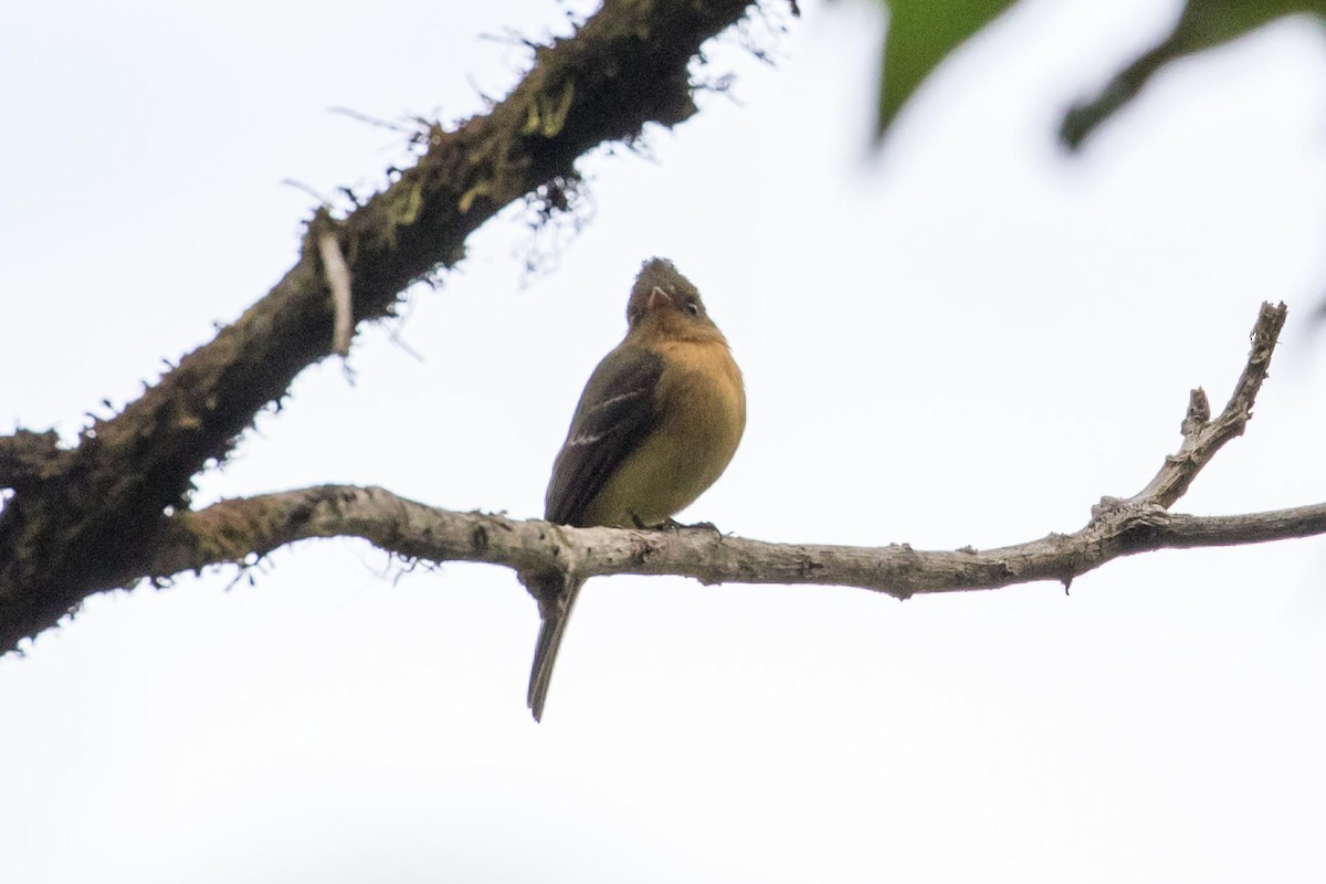 Tufted Flycatcher (Costa Rican) - ML85078491