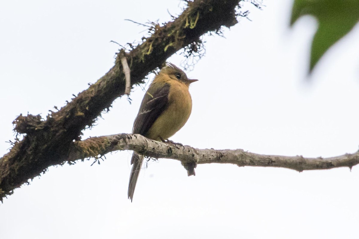 Tufted Flycatcher (Costa Rican) - Michael Warner