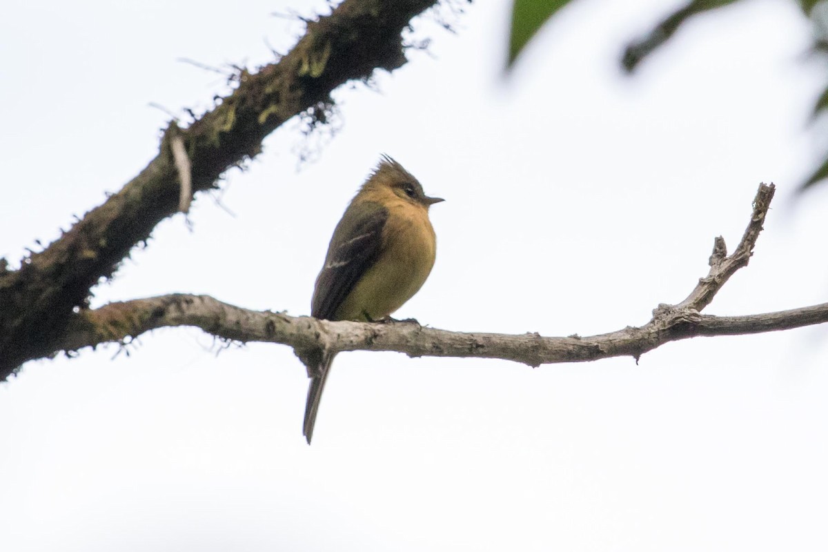 Tufted Flycatcher (Costa Rican) - ML85078521