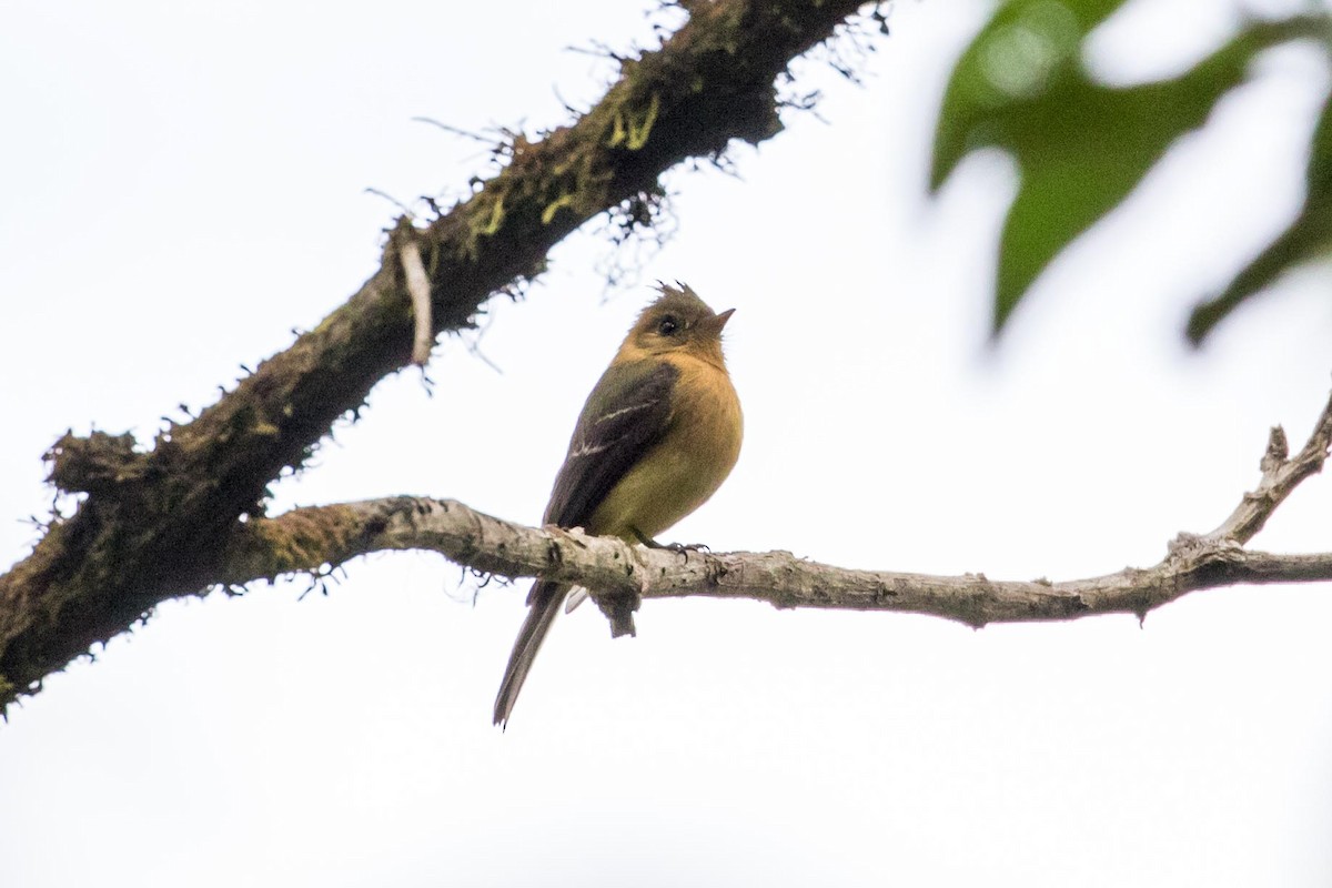 Tufted Flycatcher (Costa Rican) - ML85078531