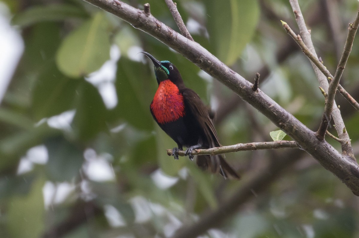 Scarlet-chested Sunbird - Michael Todd