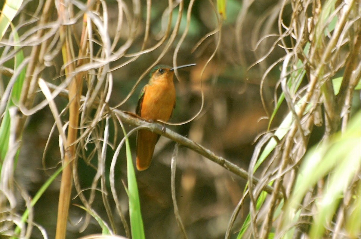 Rufous-breasted Sabrewing - ML85083511