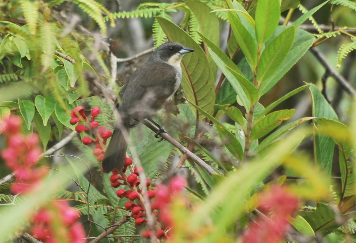 Red-shouldered Tanager - ML85083721