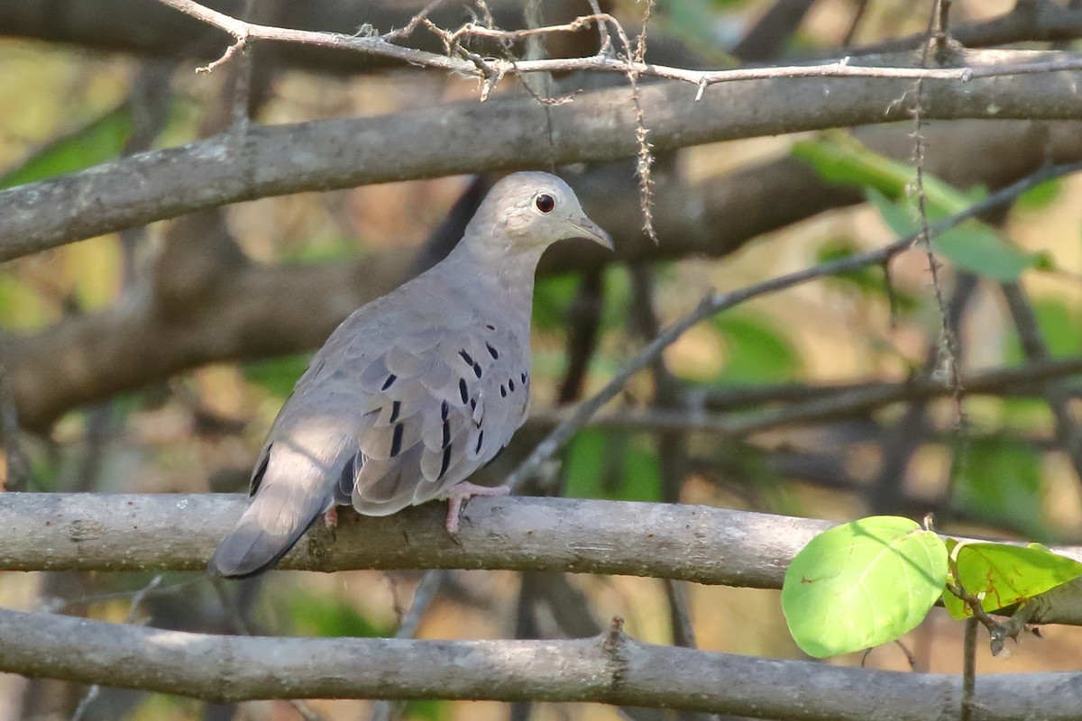 Ecuadorian Ground Dove - Douglas Faulder