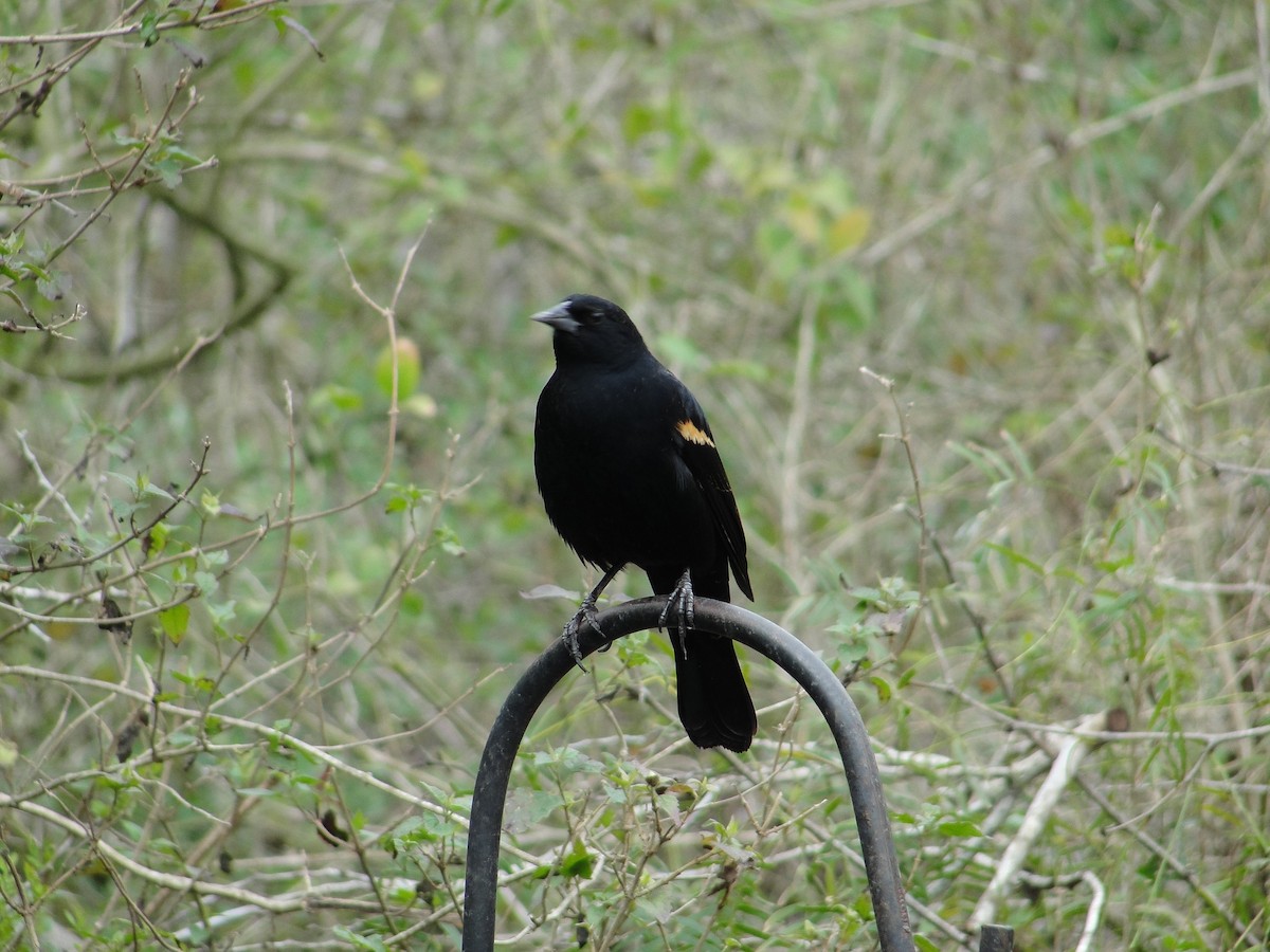 Red-winged Blackbird - Isidro Montemayor