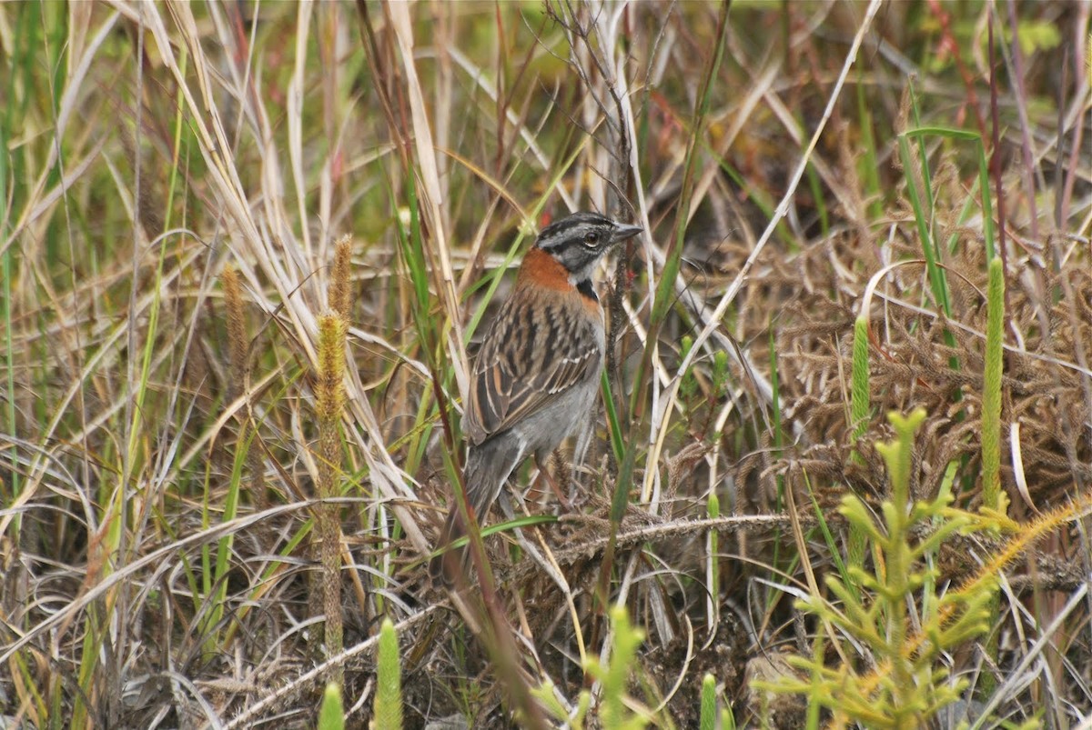 Rufous-collared Sparrow - Jan Cubilla