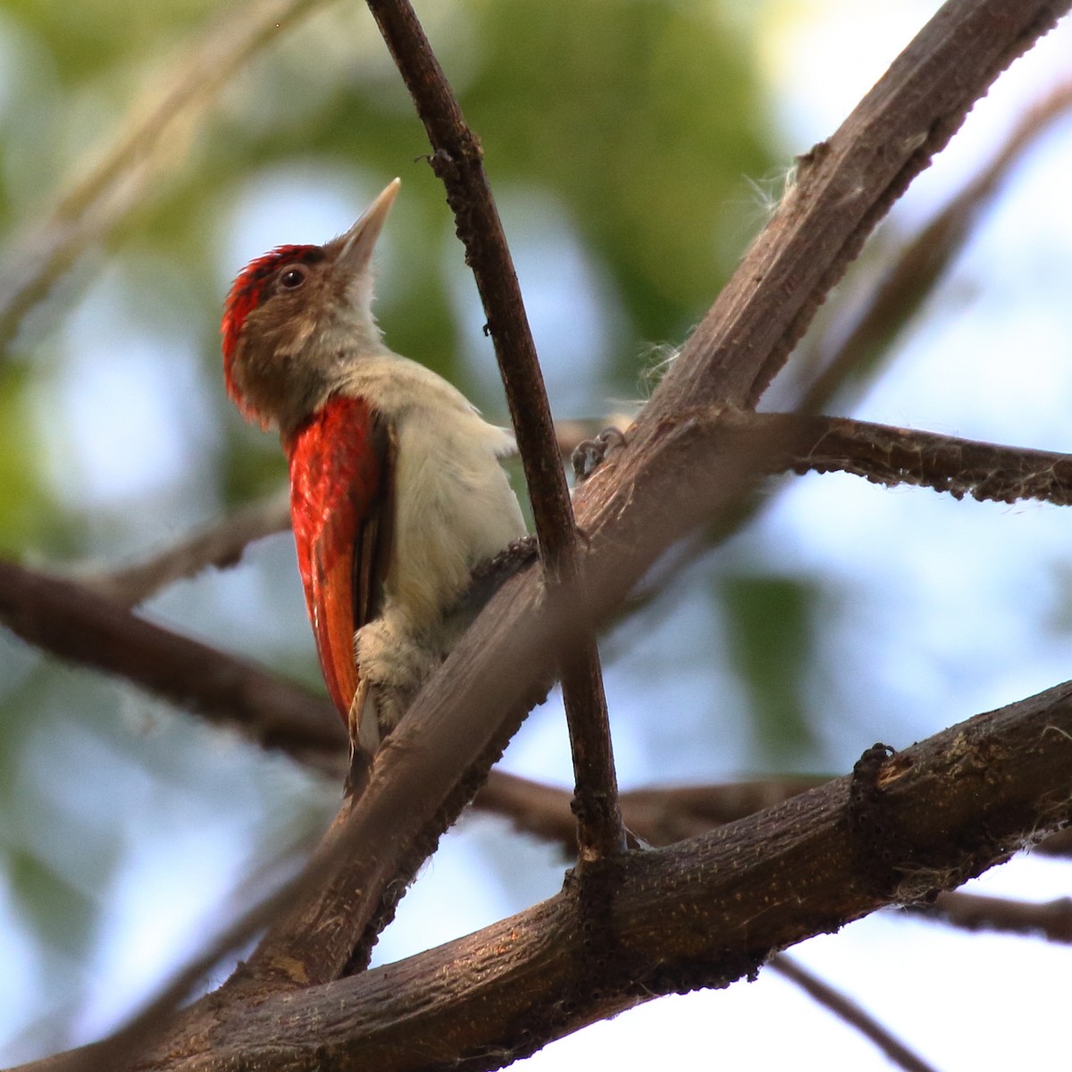 Scarlet-backed Woodpecker - Douglas Faulder