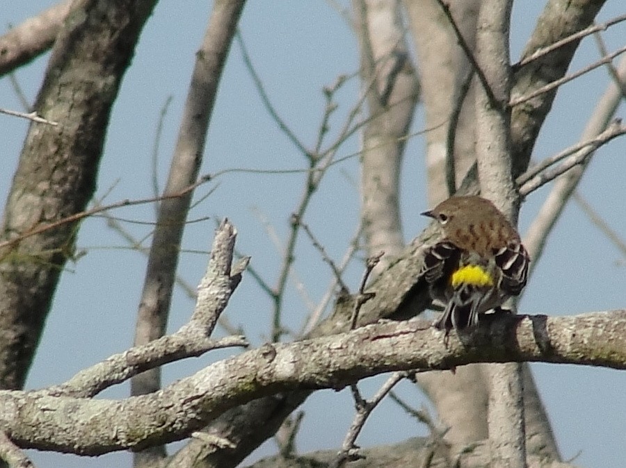 Yellow-rumped Warbler - Isidro Montemayor