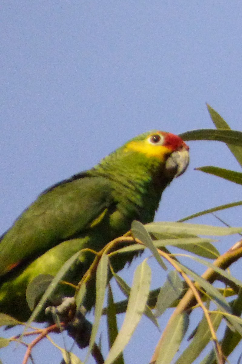 Red-lored Parrot - ML85088061
