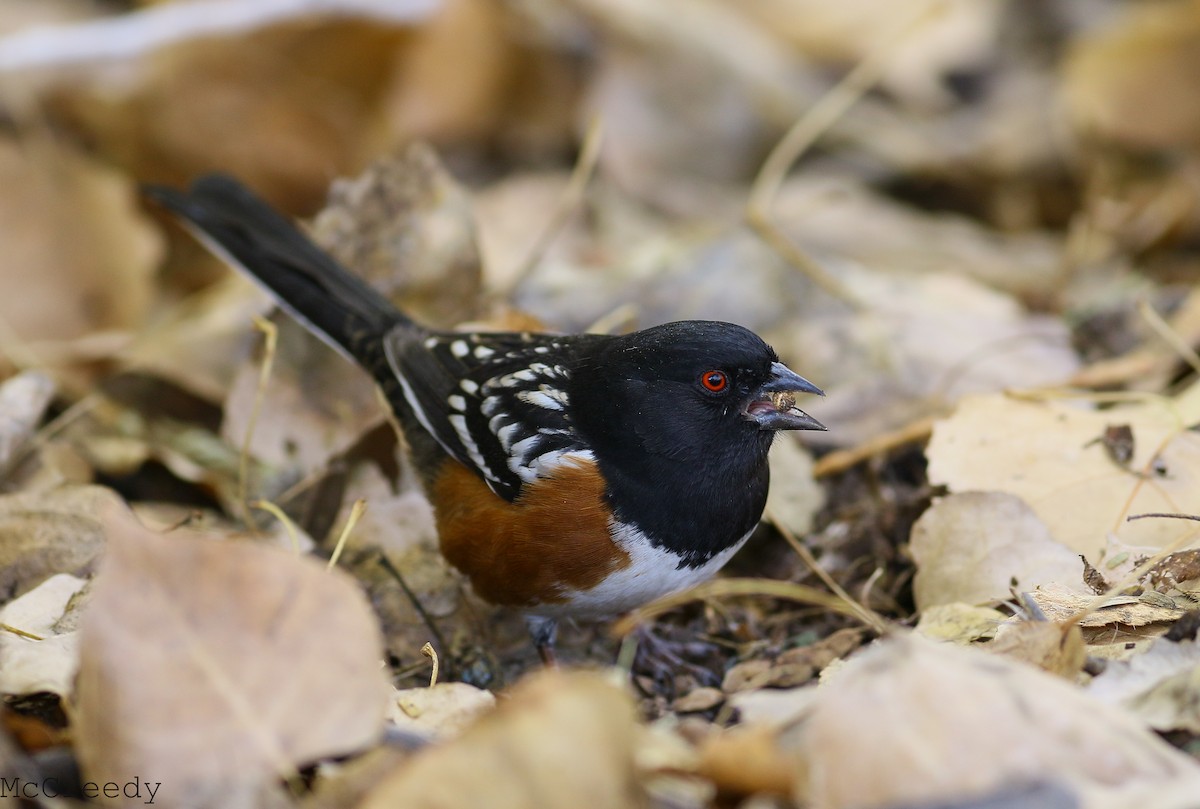 Spotted Towhee - ML85089501