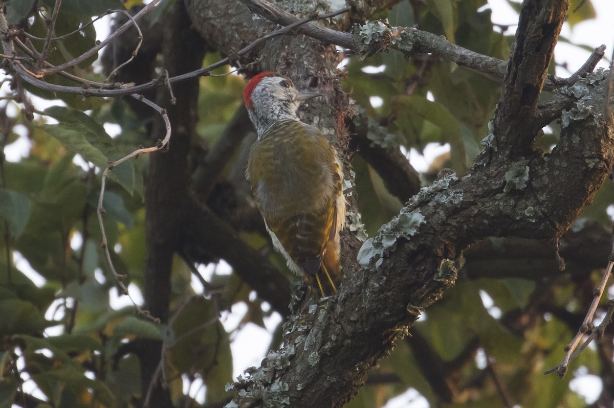 Speckle-breasted Woodpecker - ML85092121