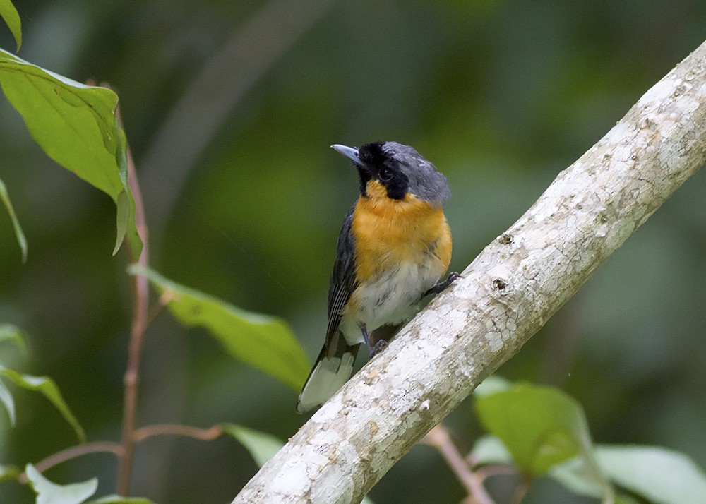 Spectacled Monarch - Stephen Murray