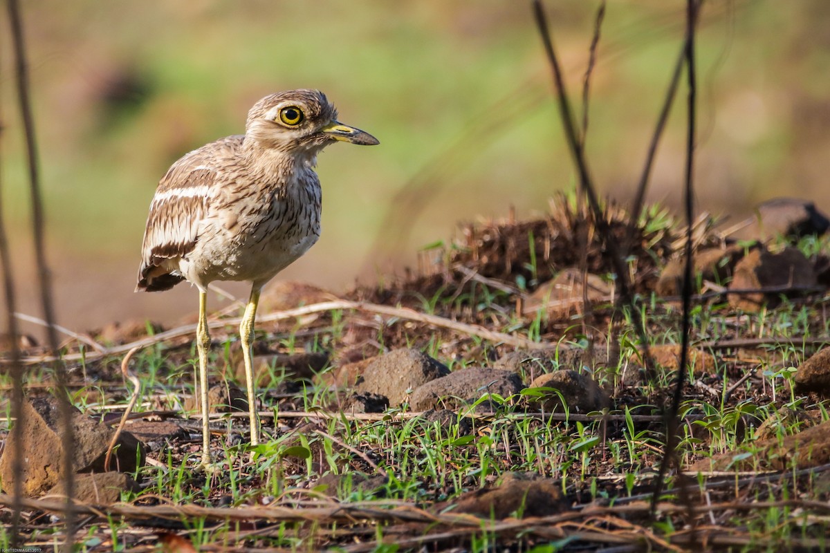 Indian Thick-knee - ML85092851