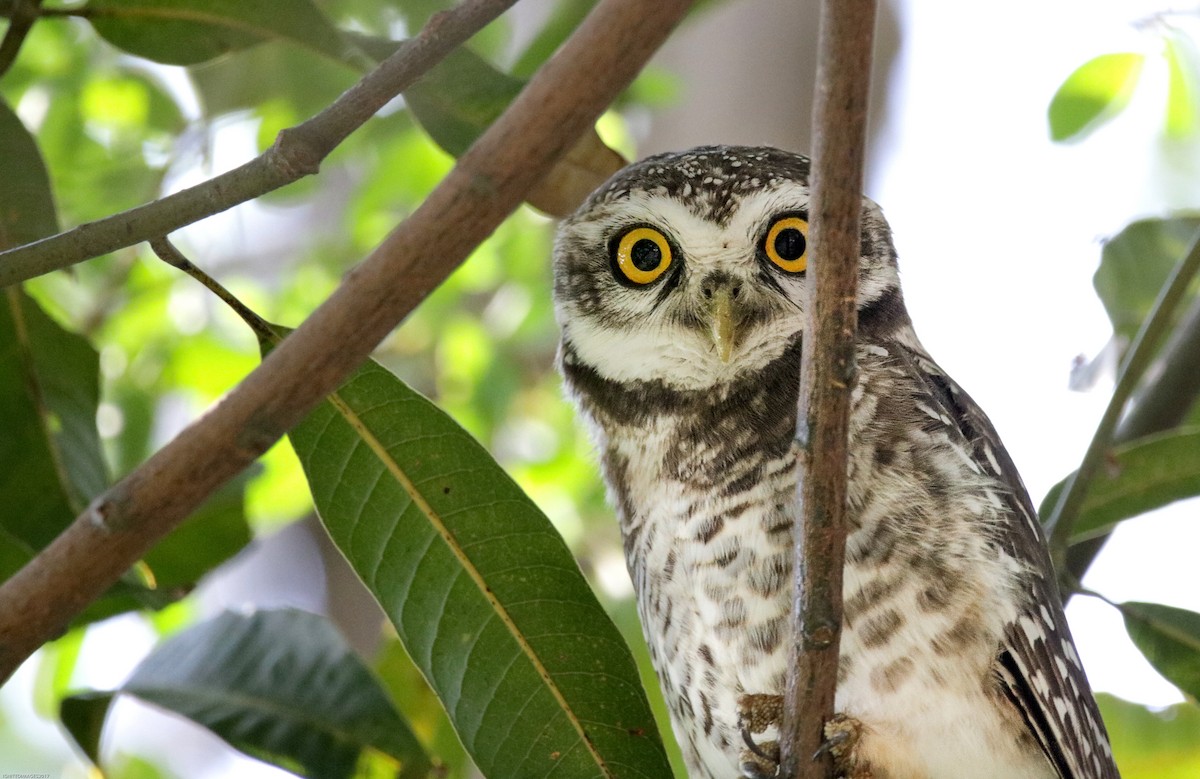 Spotted Owlet - Indranil Bhattacharjee