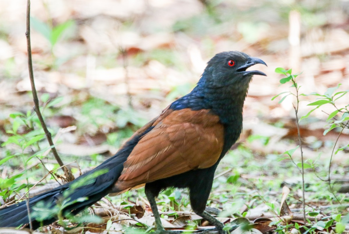 Greater Coucal - Indranil Bhattacharjee