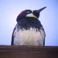 Acorn Woodpecker - Kristie Nelson