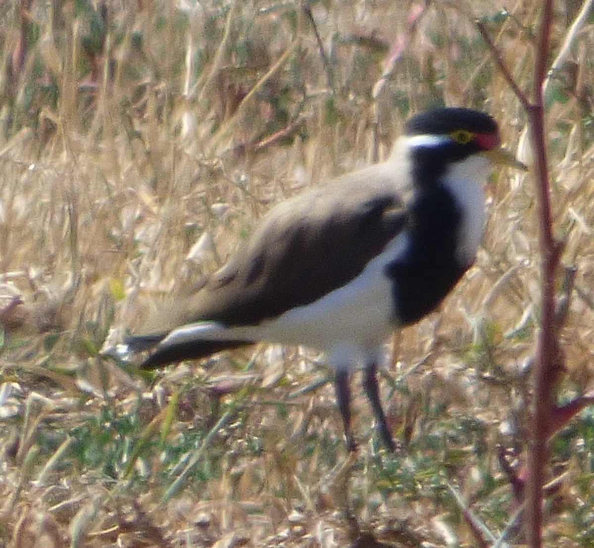Banded Lapwing - Martin Butterfield