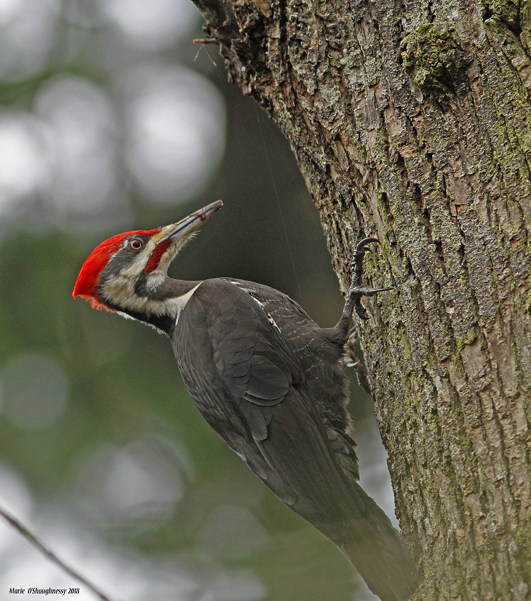 Pileated Woodpecker - ML85094261