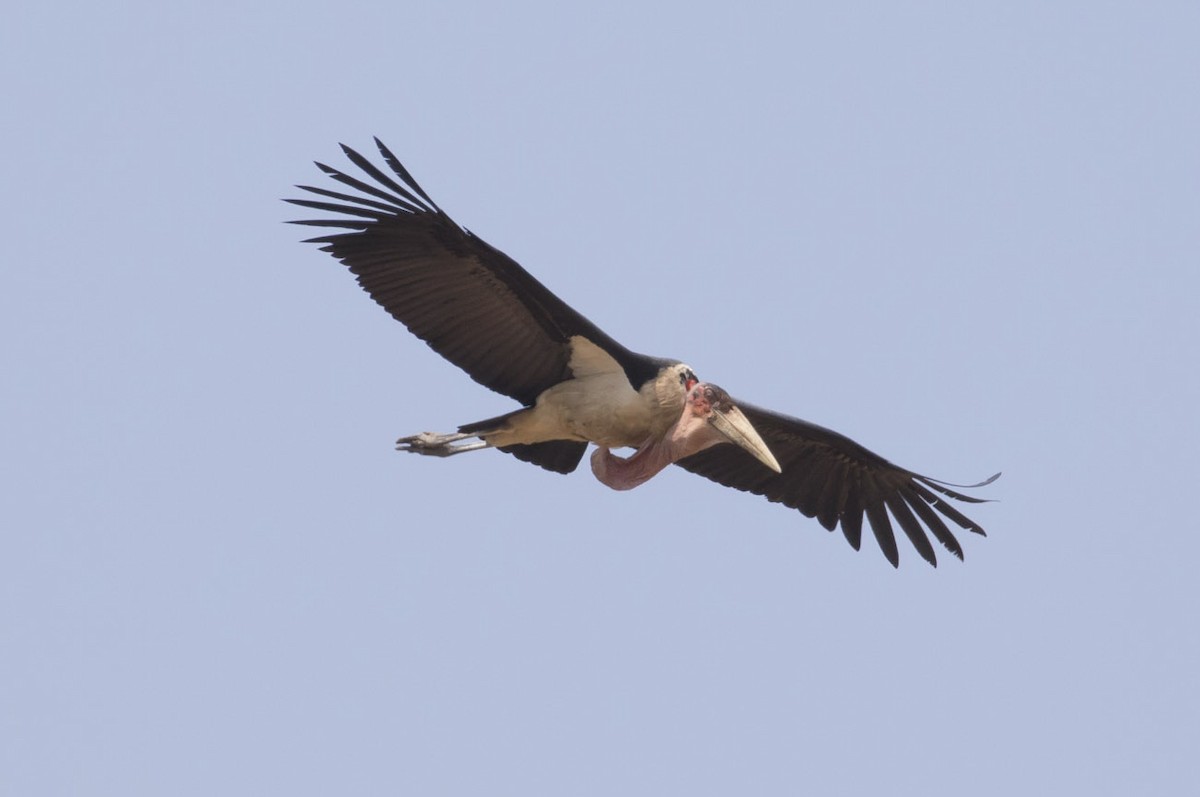 Marabou Stork - ML85094421
