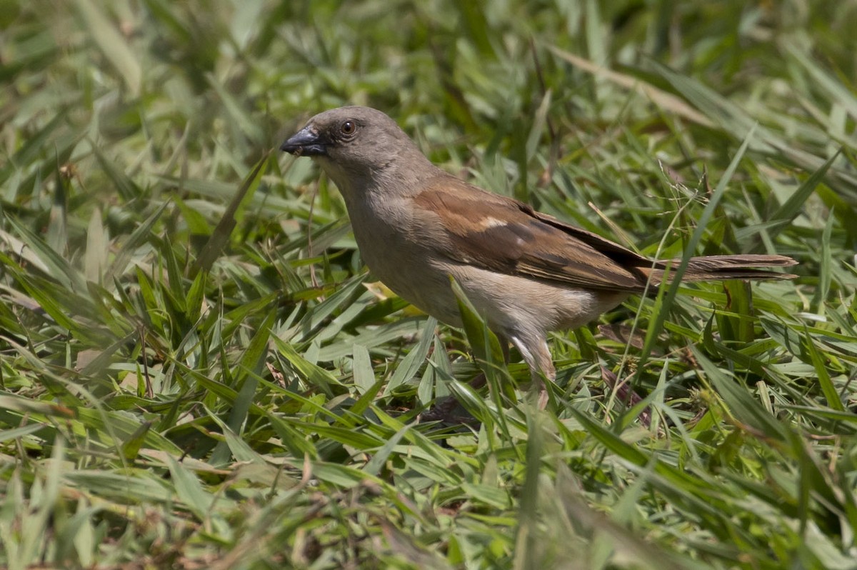 Northern Gray-headed Sparrow - ML85094521