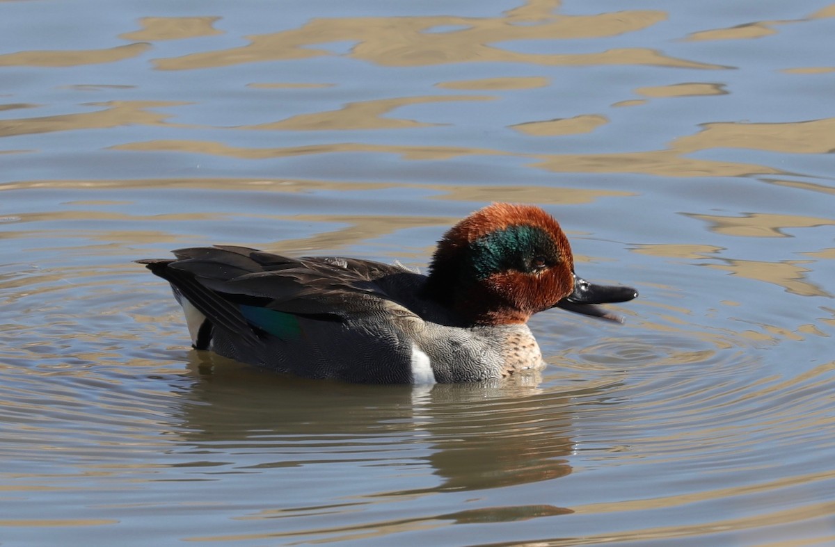 Green-winged Teal - ML85097591