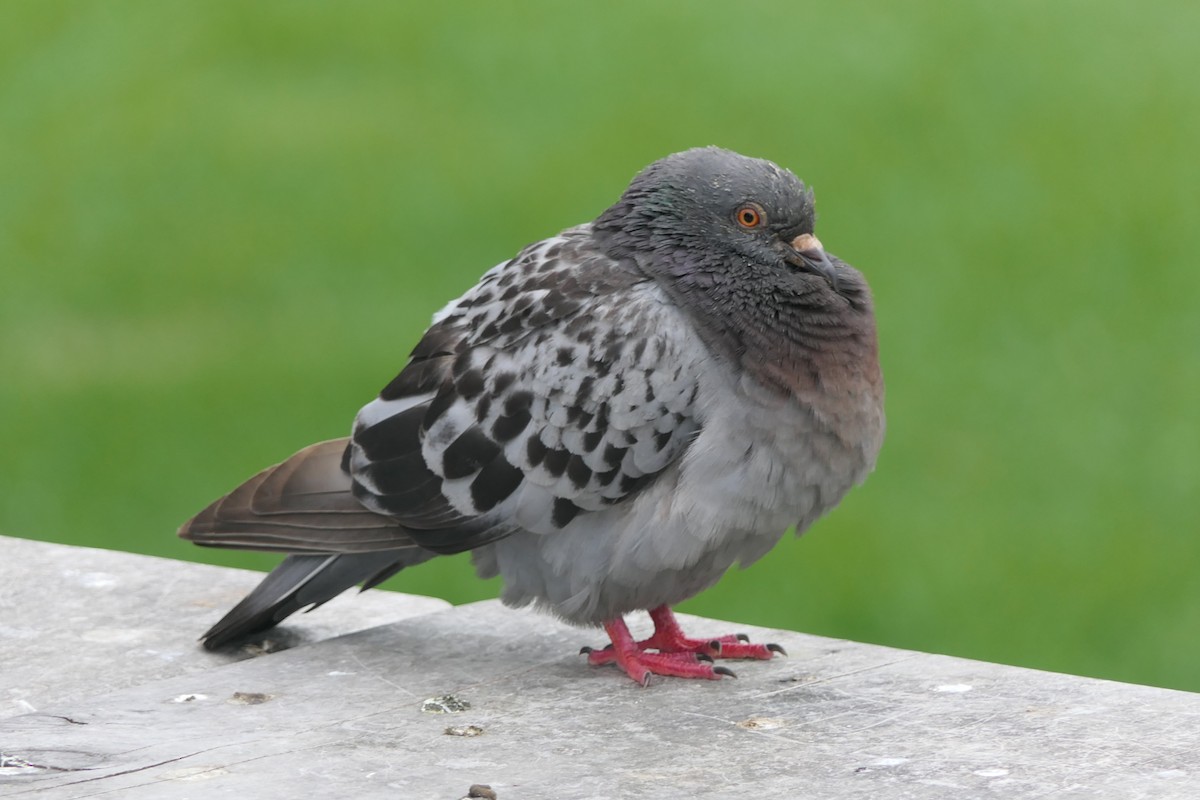 Rock Pigeon (Feral Pigeon) - Jim Kirker