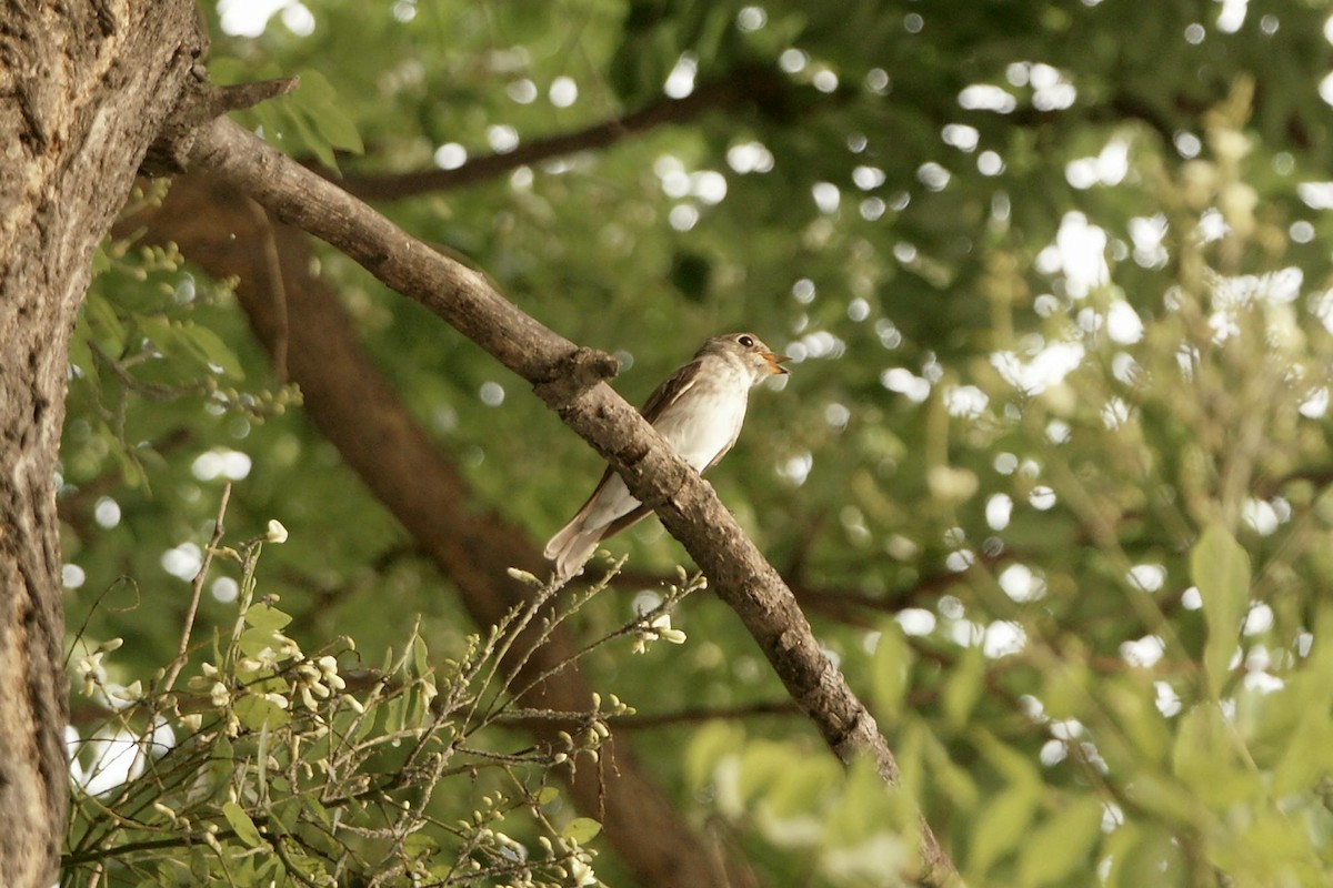 Asian Brown Flycatcher - Kian Guan Tay
