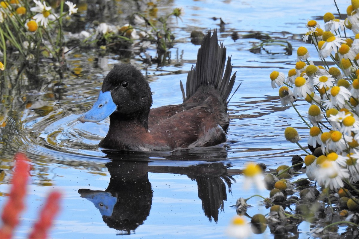 Andean Duck - ML85101631
