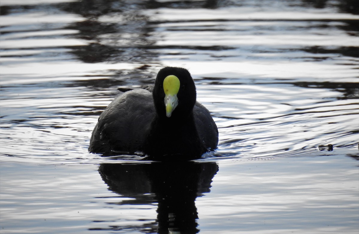 White-winged Coot - ML85101641
