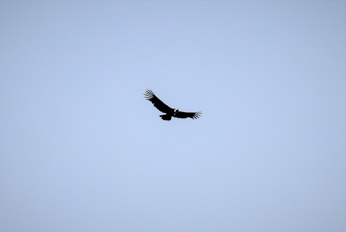 Condor des Andes - ML85102011