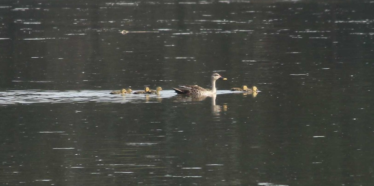Indian Spot-billed Duck - ML85102371
