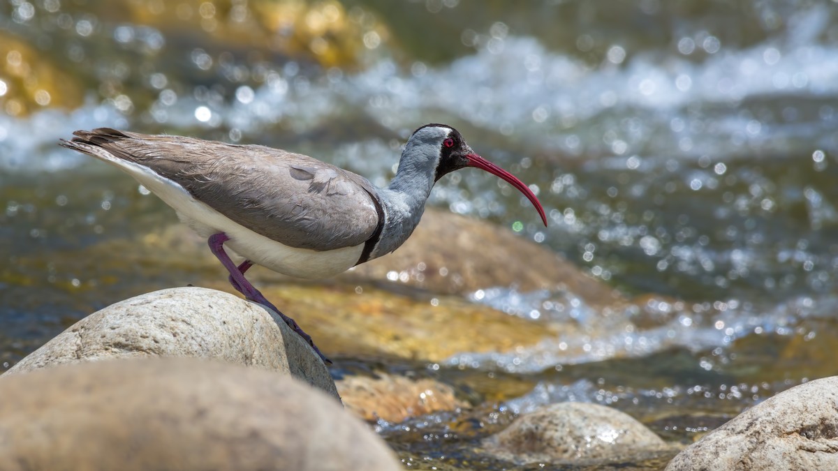Bec-d'ibis tibétain - ML85103891