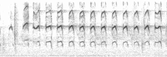 strakapoud americký [skupina villosus] - ML85104