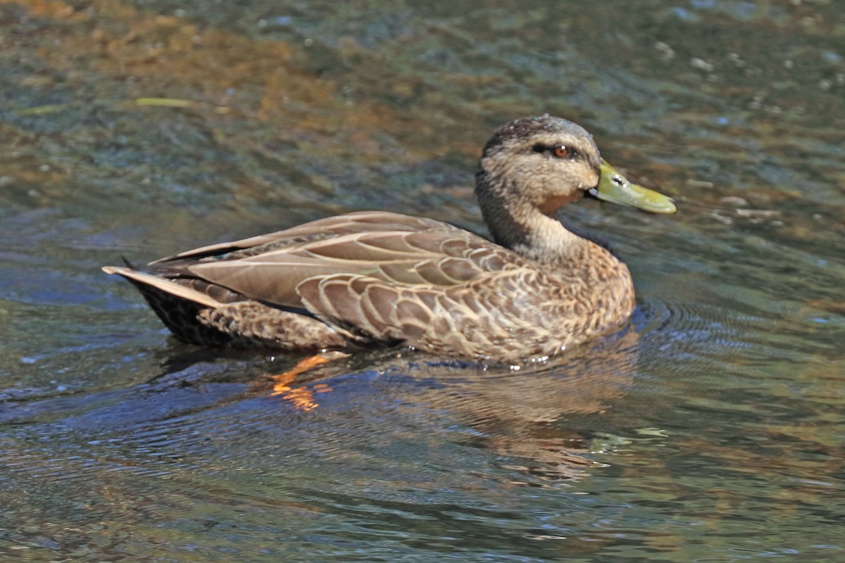 Mallard x Pacific Black Duck (hybrid) - Roger Giller