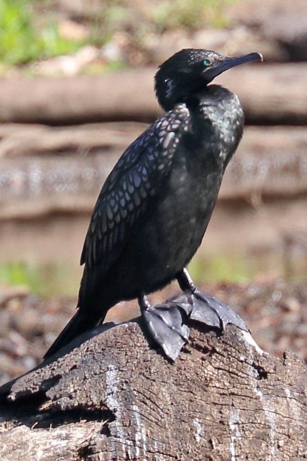 Little Black Cormorant - Roger Giller