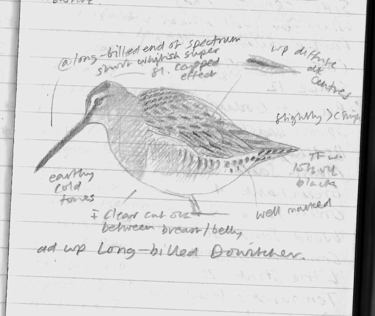 Long-billed Dowitcher - ML85106751