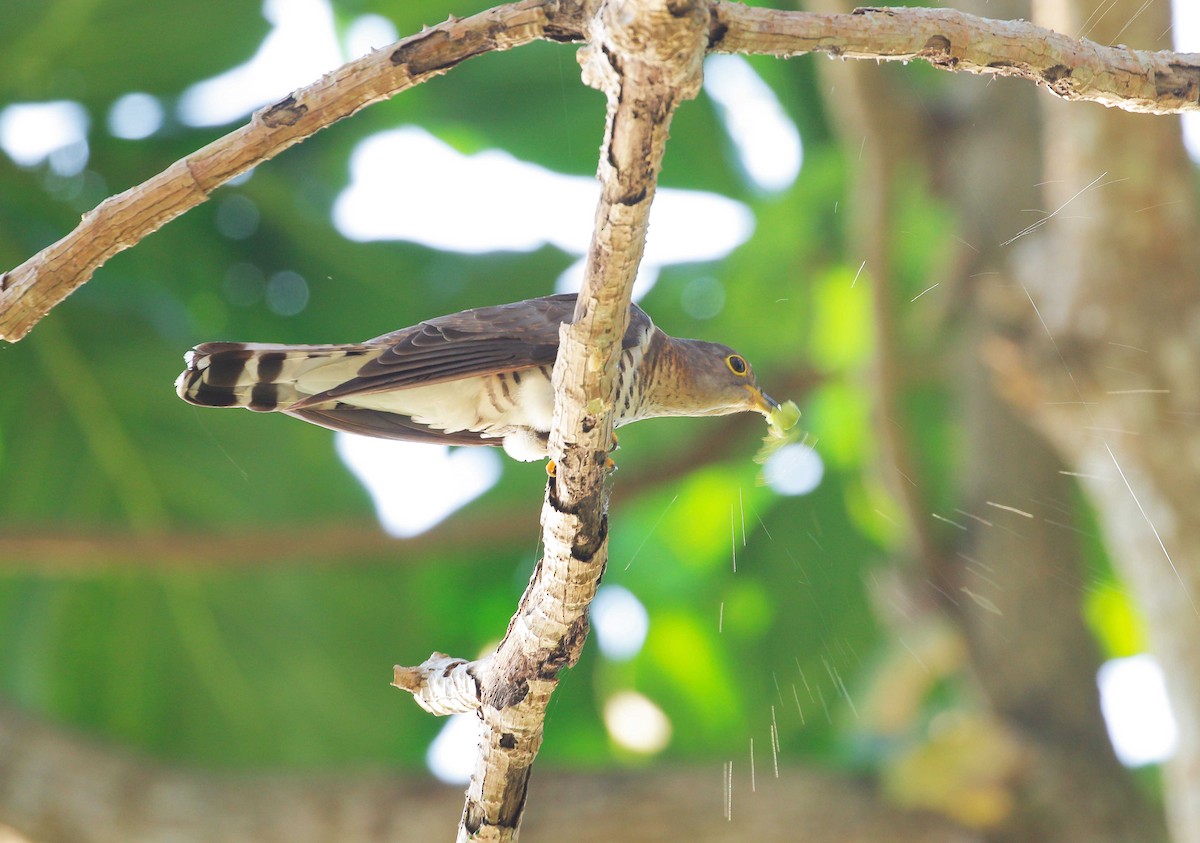 Indian Cuckoo - Neoh Hor Kee