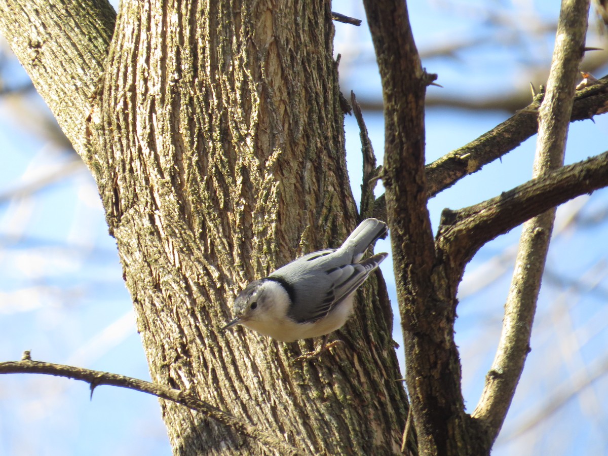 White-breasted Nuthatch - ML85108841