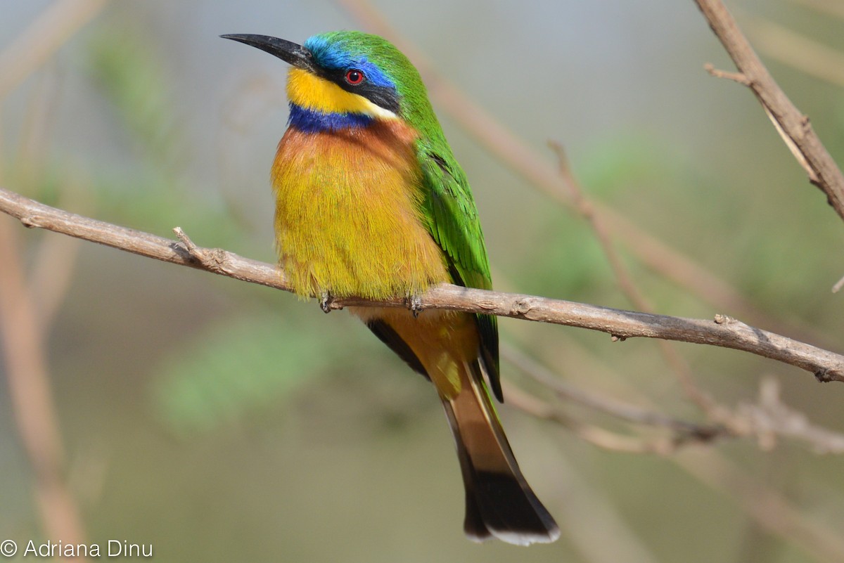 Ethiopian Bee-eater - ML85108981