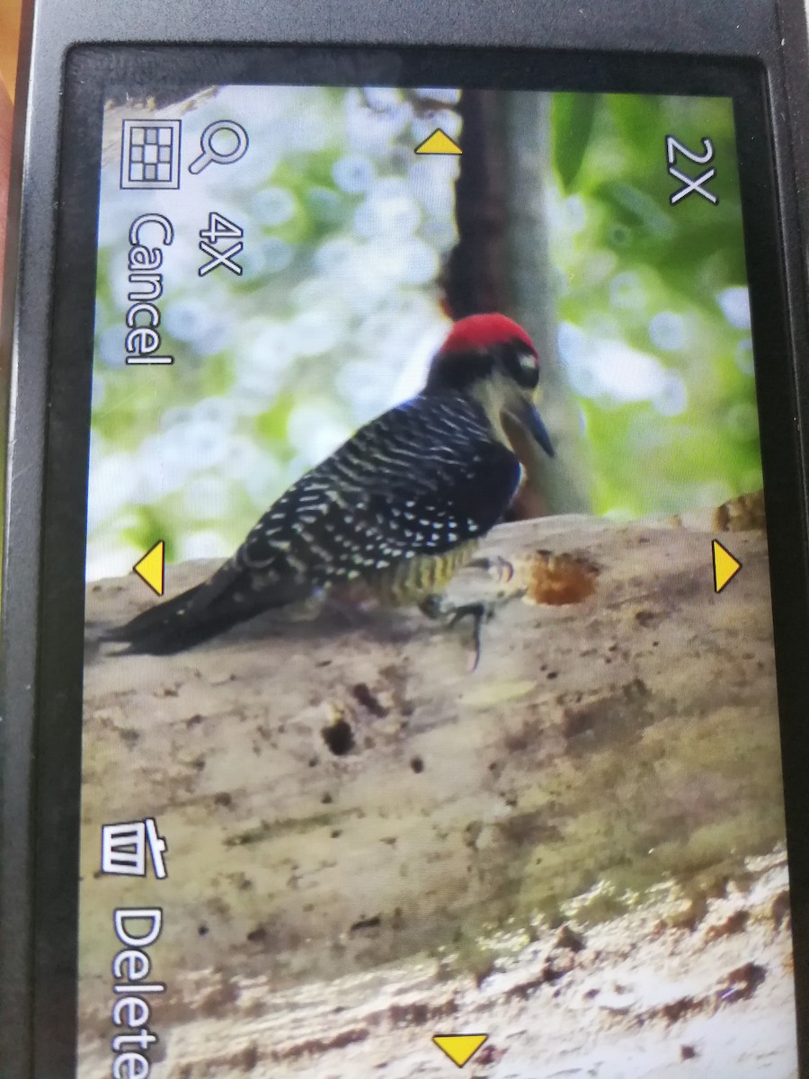 Black-cheeked Woodpecker - ML85109121