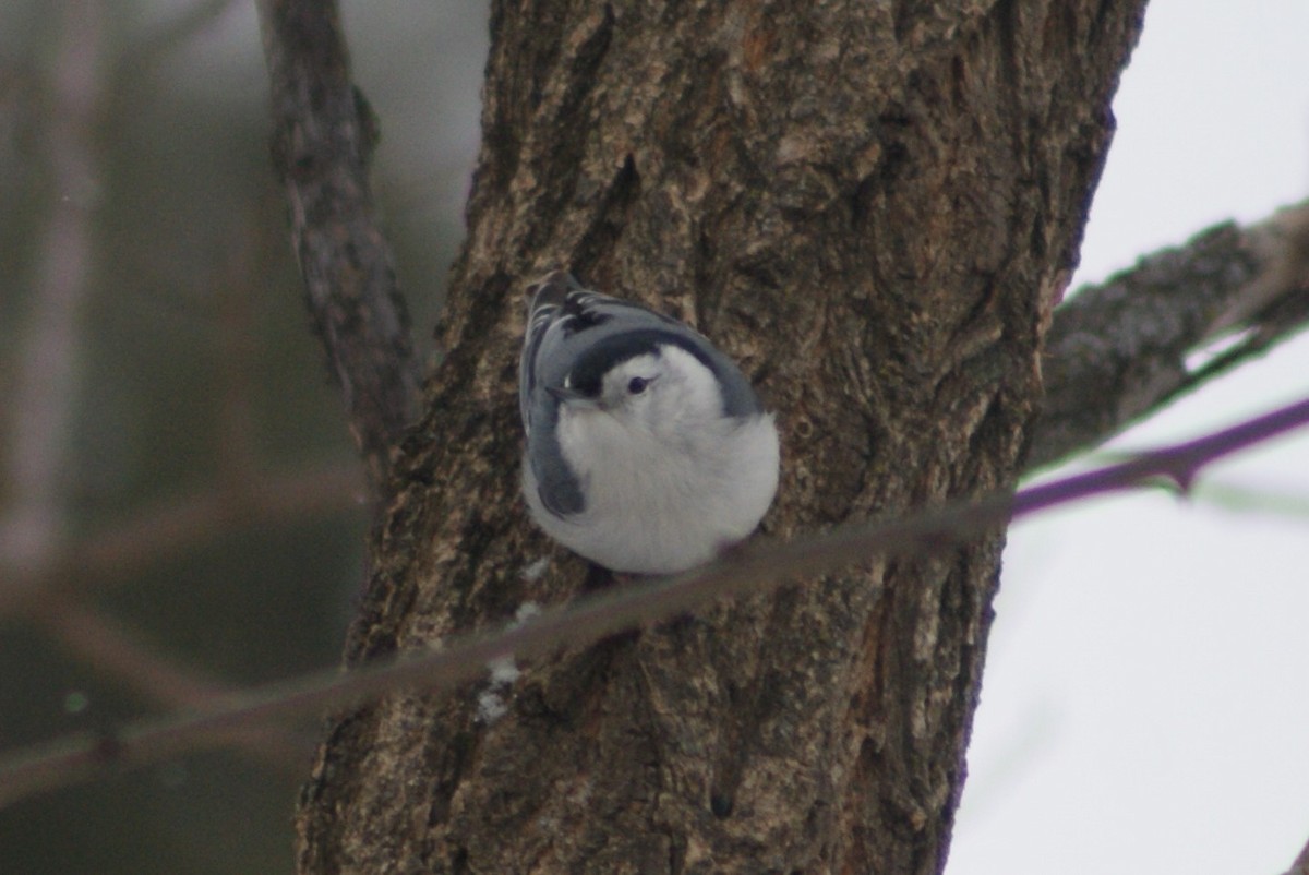 White-breasted Nuthatch - Ethan Kibbey