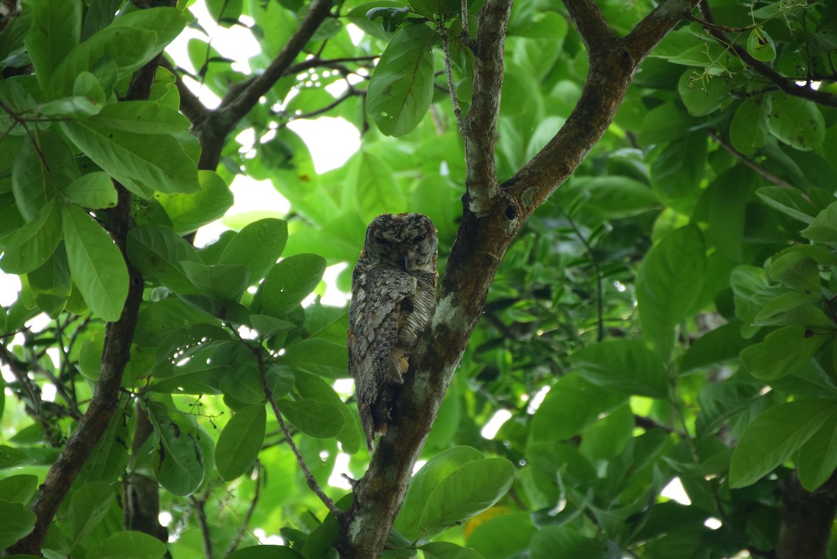 Mottled Wood-Owl - Lathika  K K