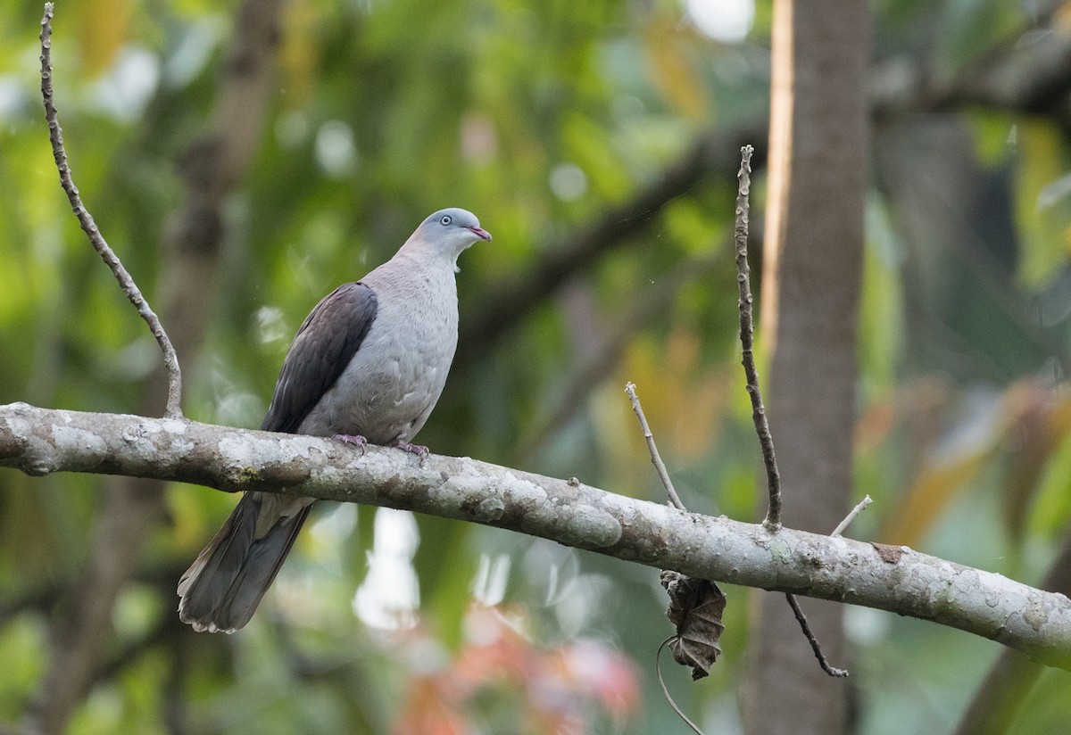 Mountain Imperial-Pigeon - ML85112681