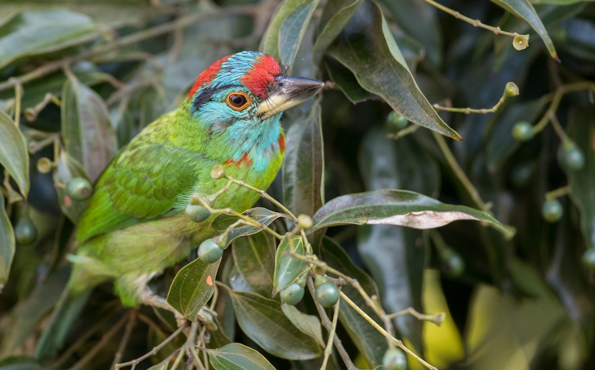 Blue-throated Barbet (Blue-crowned) - ML85112871