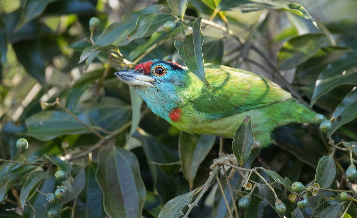 Blue-throated Barbet (Blue-crowned) - ML85112881
