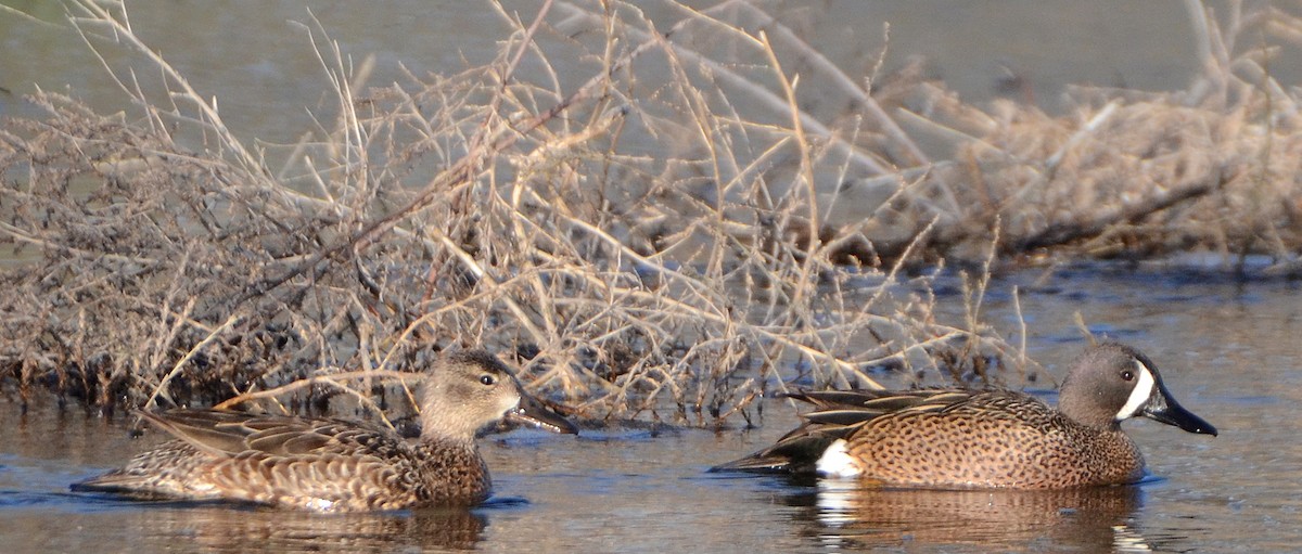 Blue-winged Teal - ML85112941