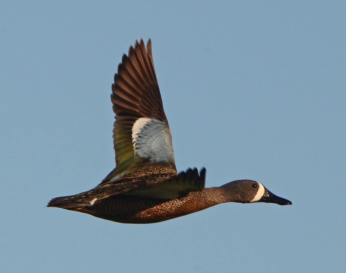 Blue-winged Teal - ML85112961