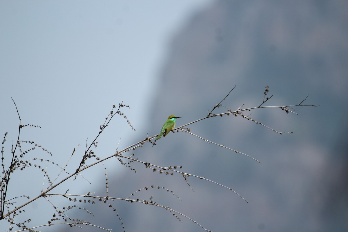 Asian Green Bee-eater - Karthick VS
